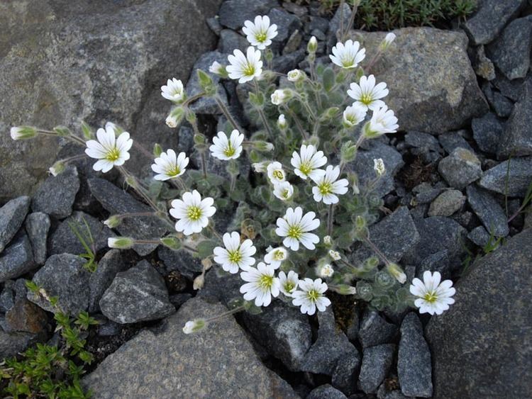 Cerastium alpinum Fjellarve Wikipedia