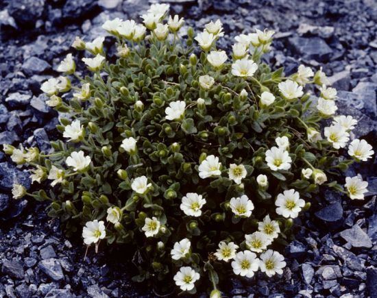 Cerastium alpinum Cerastium alpinum L alpine chickweed