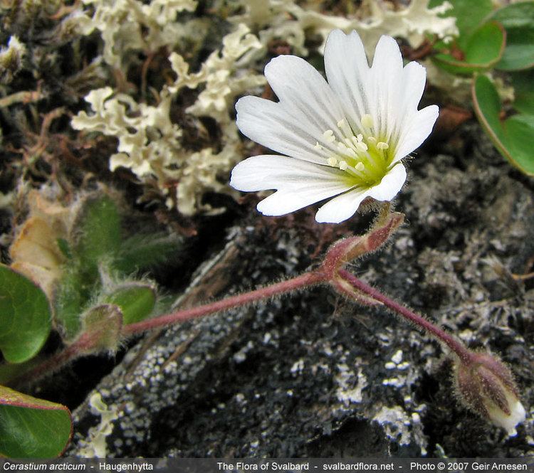 Cerastium arcticum Cerastium arcticum The Flora of Svalbard