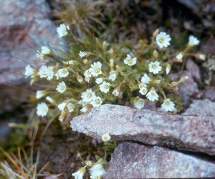 Cerastium arcticum Cerastium arcticum