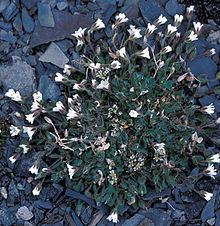 Cerastium arcticum httpsuploadwikimediaorgwikipediacommonsthu