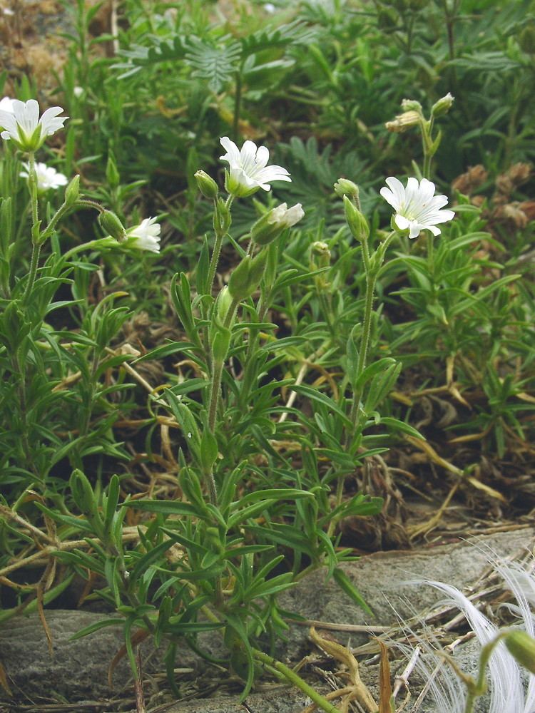 Cerastium arvense Cerastium arvense field chickweed Go Botany