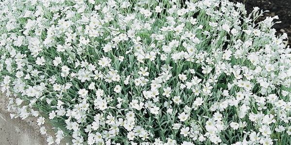 Cerastium Cerastium Snow in Summer per012 A4Dibble Plants