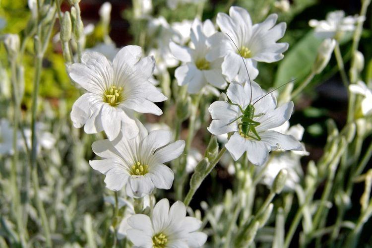 Cerastium biebersteinii Cerastium biebersteinii Hortipedia