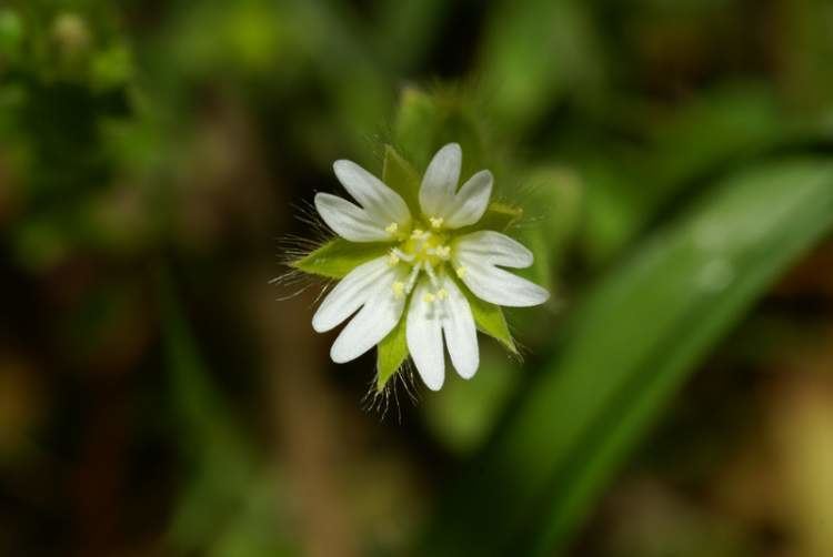 Cerastium brachypetalum Cerastium brachypetalum Pers gray chickweed