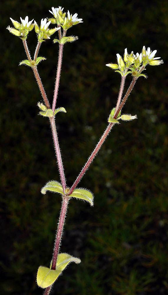 Cerastium glomeratum Cerastium glomeratum sticky chickweed Go Botany