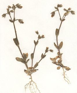 Cerastium pumilum httpsuploadwikimediaorgwikipediacommonsthu