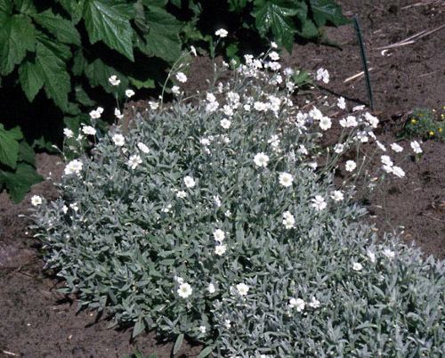 Cerastium tomentosum Explore Cornell Home Gardening Flower Growing Guides Growing Guide
