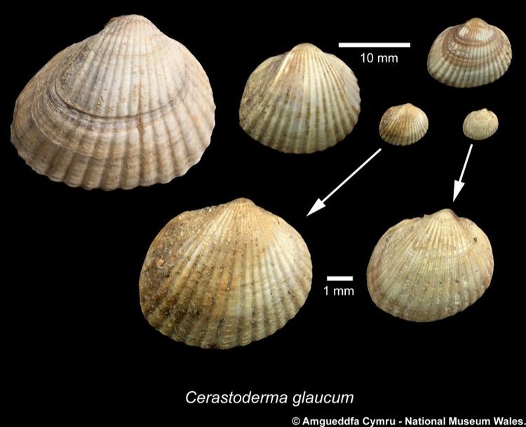 Cerastoderma Cerastoderma glaucum Bruguire 1789 Marine Bivalve Shells of