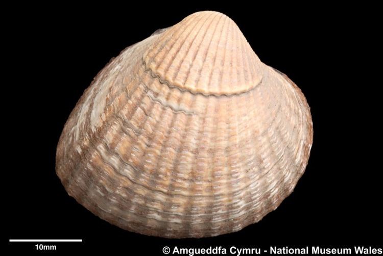 Cerastoderma edule Cerastoderma edule Linnaeus 1758 Marine Bivalve Shells of the