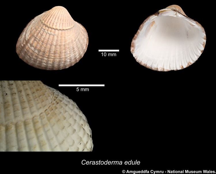 Cerastoderma edule Cerastoderma edule Linnaeus 1758 Marine Bivalve Shells of the