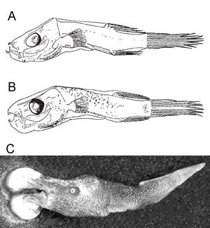 Ceratiidae Ceratiidae