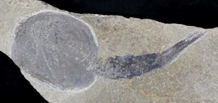 Ceratiocaris 42quot Silurian Phyllocarid Ceratiocaris Scotland For Sale 23247