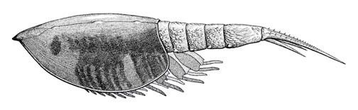 Ceratiocaris Late Silurian Fossils From Ny amp Ont Member Collections The