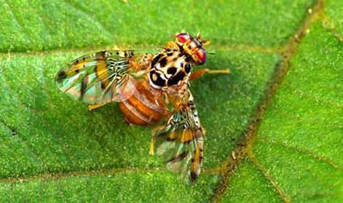 Ceratitis Mediterranean fruit fly Ceratitis capitata Wiedemann