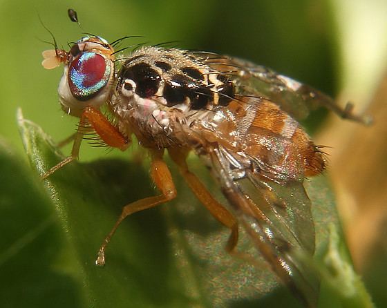 Ceratitis capitata Ceratitis capitata Mediterranean fruit fly Tephritis capitata
