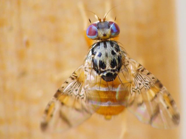Ceratitis capitata Global Species Ceratitis capitata Mediterranean fruit fly