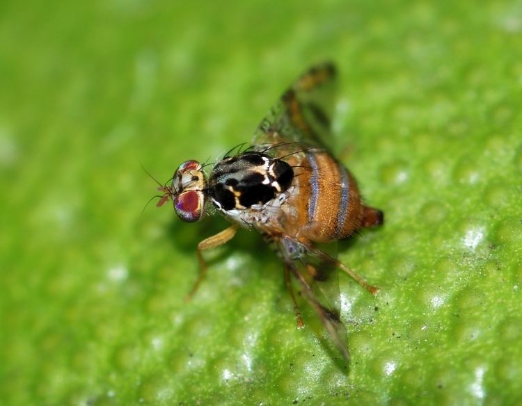 Ceratitis Ceratitis capitata Mediterranean fruit fly Tephritis capitata