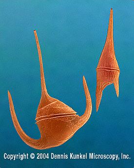 Marine Dinoflagellates Ceratium
