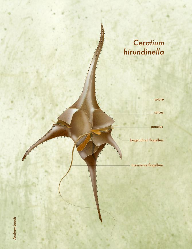 Structure of Ceratium hirundinella