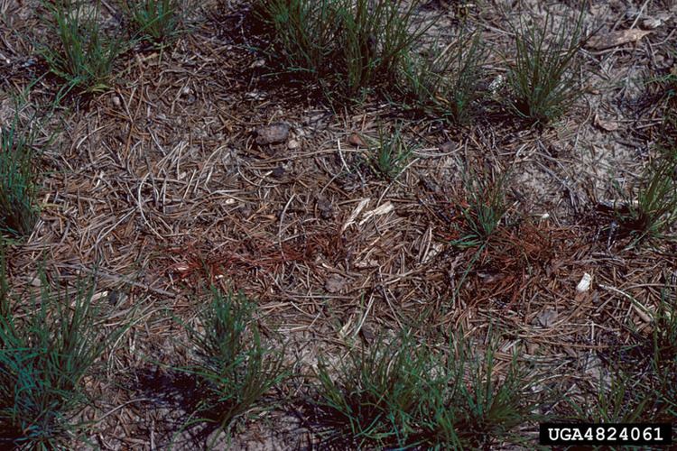 Ceratobasidium seedling blight of longleaf pine Ceratobasidium spp on longleaf