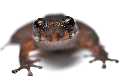 Ceratobatrachidae frogsofborneoorgimagesIngeranaTeaserpng