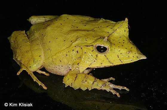 Ceratobatrachus guentheri Eyelash Frogs Ceratobatrachus guentheri