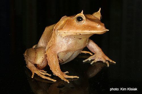 Ceratobatrachus guentheri Eyelash Frogs Ceratobatrachus guentheri
