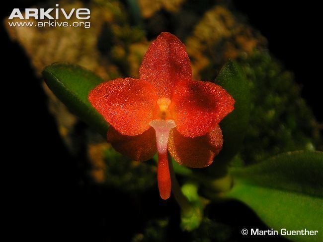 Ceratocentron Orchid videos photos and facts Ceratocentron fesselii ARKive