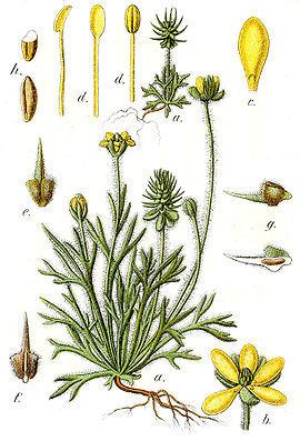 Ceratocephala (plant) httpsuploadwikimediaorgwikipediacommonsthu