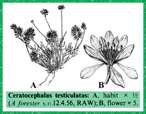 Ceratocephala testiculata Ceratocephala testiculata in Flora of Pakistan eflorasorg