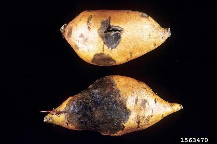 Ceratocystis fimbriata black rot Ceratocystis fimbriata on sweetpotato Ipomoea batatas