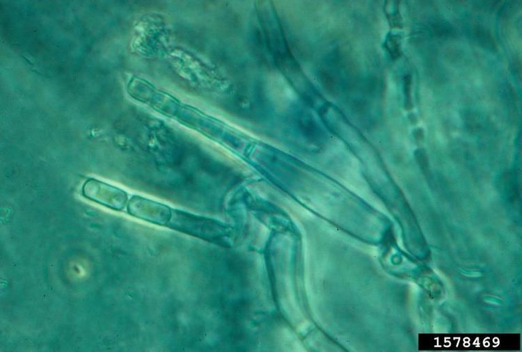 Ceratocystis paradoxa bitter leaf Ceratocystis paradoxa Microascales Ceratocystidaceae