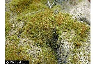 Ceratodon purpureus Plants Profile for Ceratodon purpureus ceratodon moss