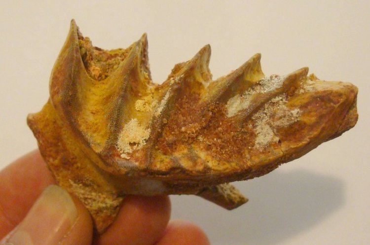 Ceratodus Ceratodus fish tooth I Dig Dinos fossils