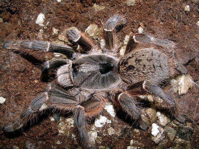 Ceratogyrus darlingi Ceratogyrus darlingi Theraphosids tarantulas of the World