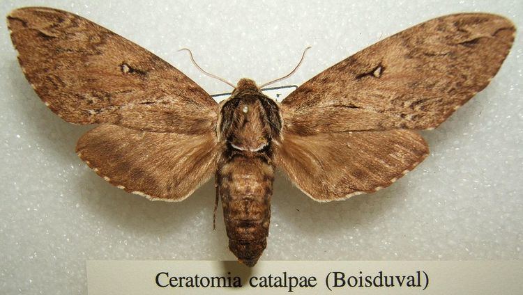 Ceratomia catalpae Ceratomia catalpae Wikipedia