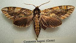 Ceratomia hageni httpsuploadwikimediaorgwikipediacommonsthu