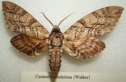 Ceratomia undulosa Ceratomia undulosa Wikipedia