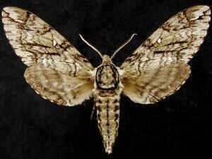 Ceratomia undulosa Moth Photographers Group Ceratomia undulosa 7787