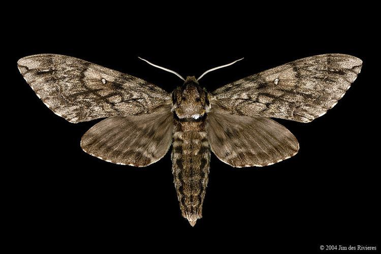 Ceratomia undulosa Waved Sphinx Moth 7787 Ceratomia undulosa