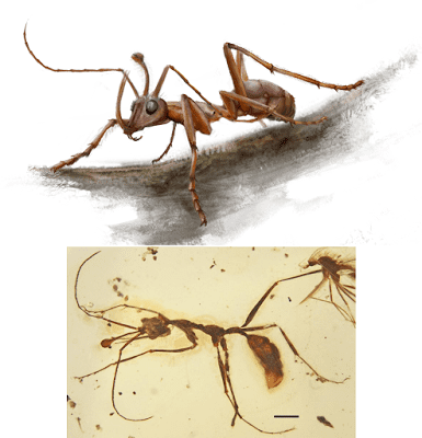 Ceratomyrmex Species New to Science PaleoEntomology 2016 Ceratomyrmex