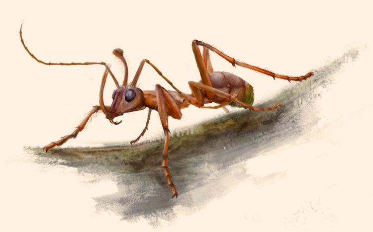 Ceratomyrmex Unicorn39 Ant with Oversized Jaws Found in Burmese Amber