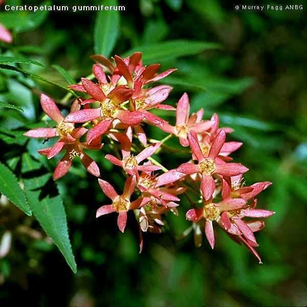 Ceratopetalum gummiferum Ceratopetalum gummiferum New South Wales Christmas bush