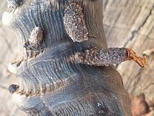 Ceratophaga vastella httpsuploadwikimediaorgwikipediacommonsthu