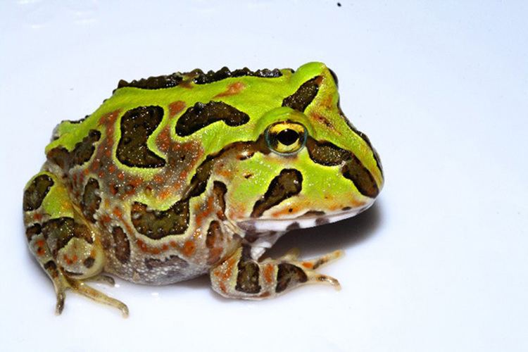Ceratophrys Frogs From WIKIRI Understory Enterprises