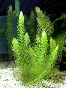 Ceratophyllum demersum httpsuploadwikimediaorgwikipediacommonsthu