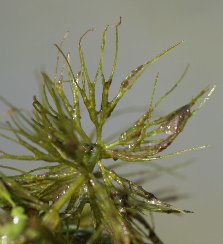 Ceratophyllum submersum Soft Hornwort Ceratophyllum submersum NatureSpot