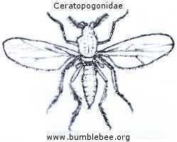 Ceratopogonidae Flies in the Psychodidae Ceratopogonidae Drosophilidae