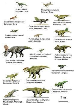Ceratopsia httpsuploadwikimediaorgwikipediacommonsthu